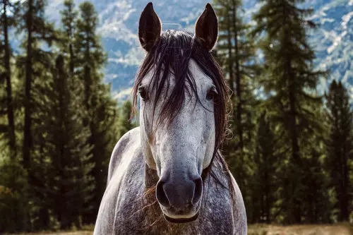 Close-up of a gray dappled horse with a lush forest background, its mane slightly tousled and ears alert. The horse stands majestically against a backdrop of tall evergreen trees, reflecting strength and natural beauty.