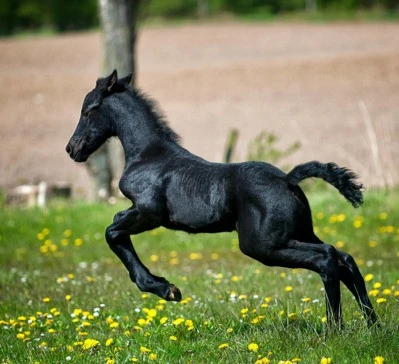 Young black colt galloping through a field of green grass and yellow flowers.